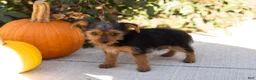 Yorkshire Terrier dogs for sale: Jonni - Ad 2