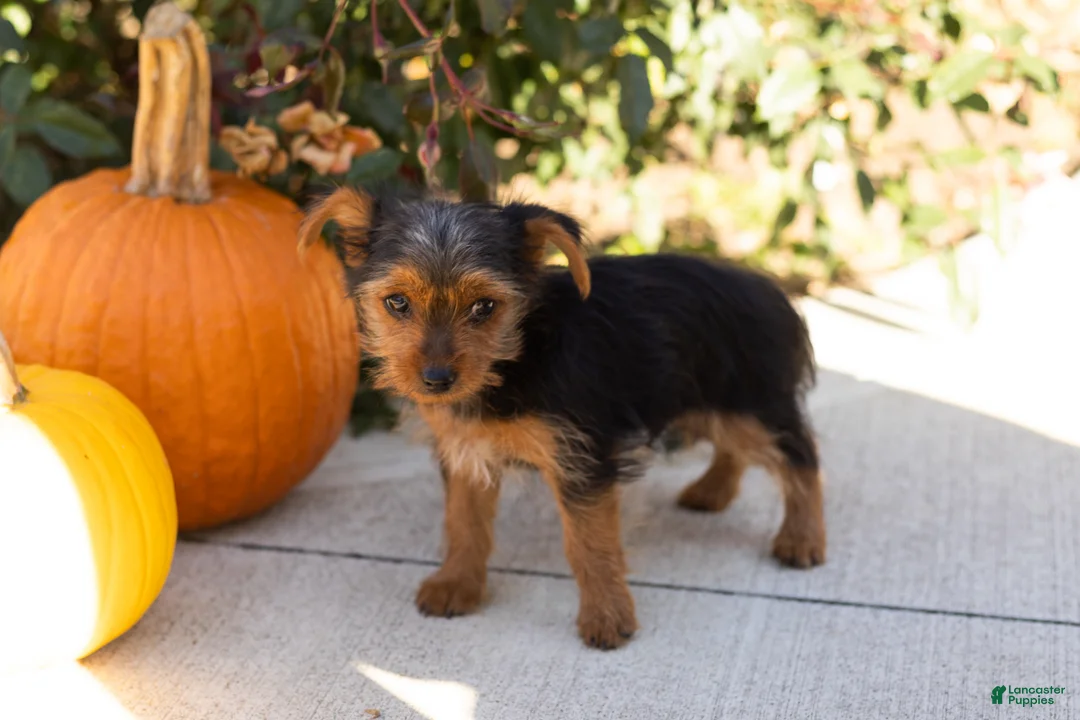 Yorkshire Terrier dogs for sale: Jonni - Ad 2
