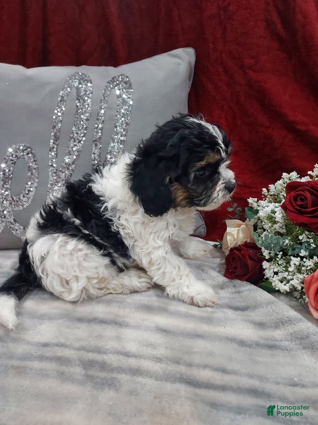 Cavapoo dogs for sale: Oreo - Ad 5