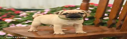 Pug dogs for sale: Pumpkin - Ad 2