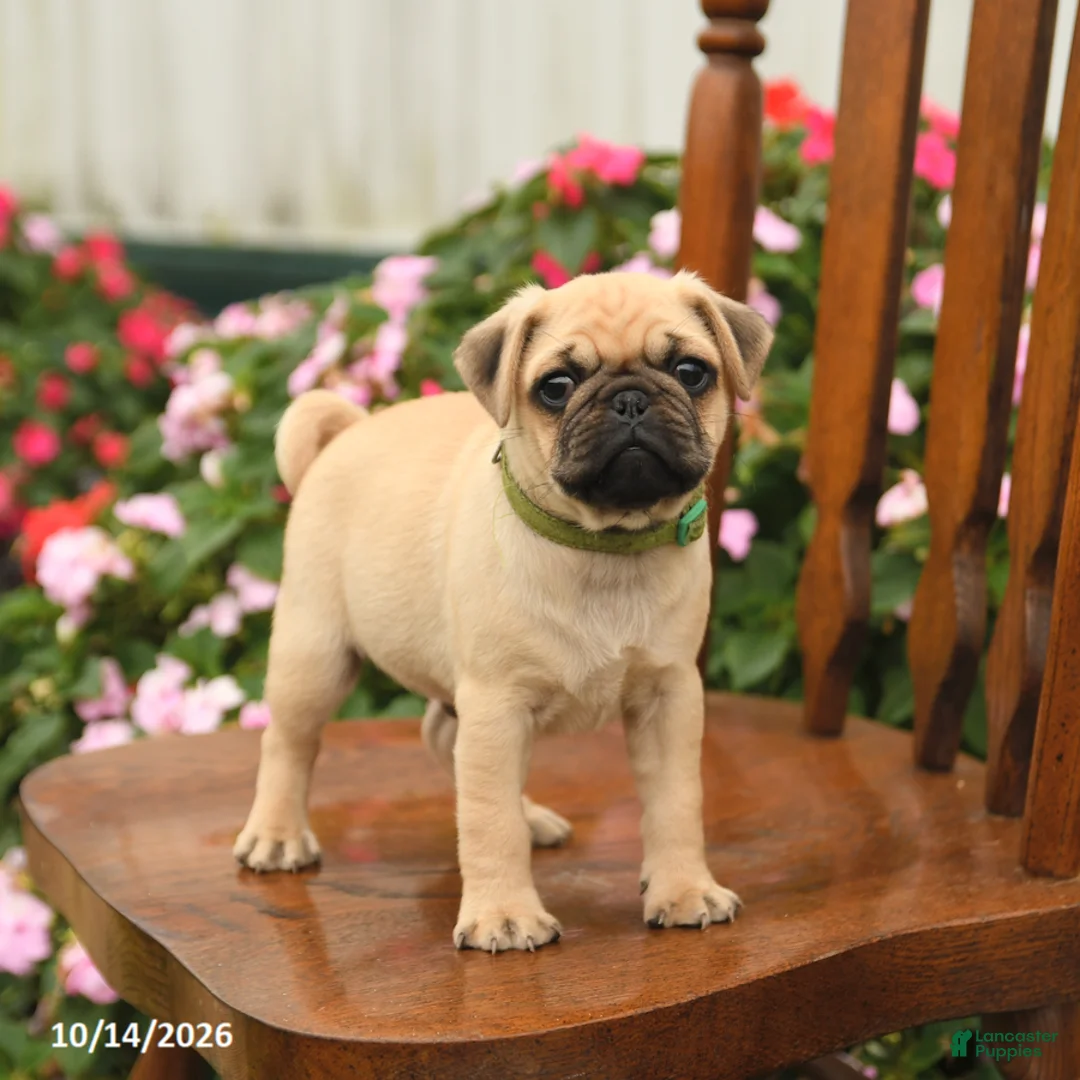 Pug dogs for sale: Pumpkin - Ad 2