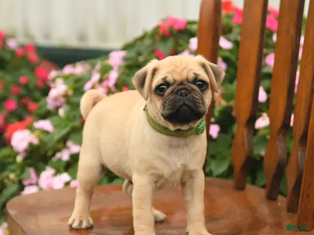 Pug dogs for sale: Pumpkin - Ad 2