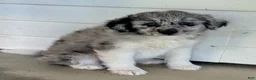 Mini Aussiedoodle dogs for sale: Chip - Ad 5