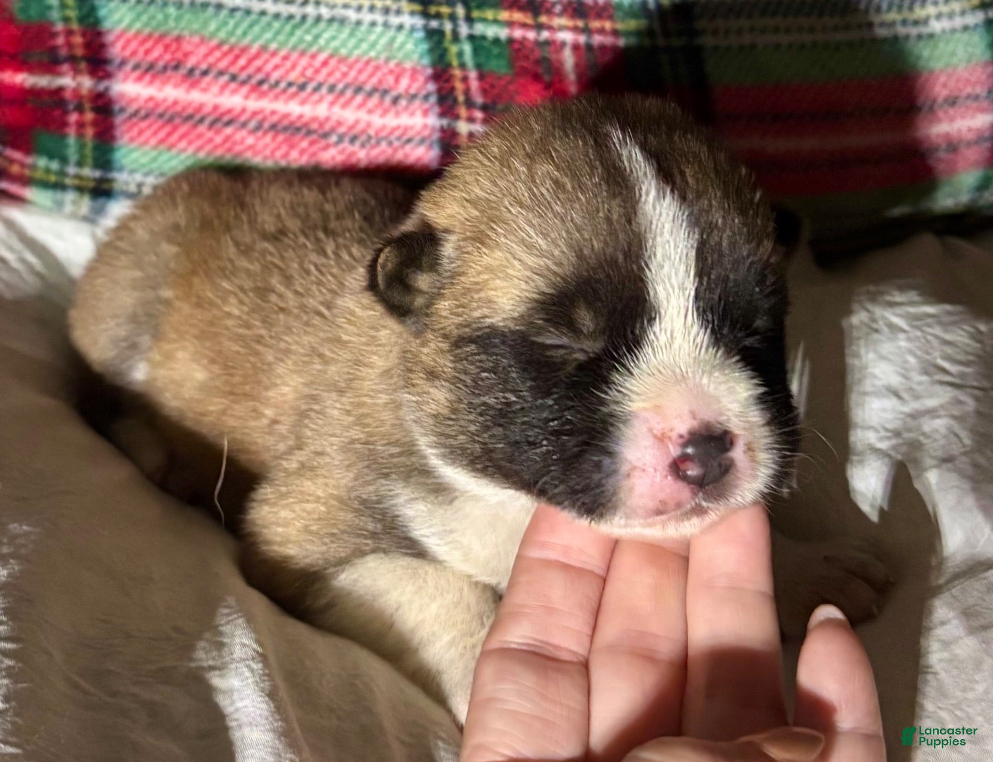 Akita dogs for sale: Akita 1 - Ad 4