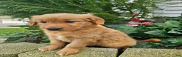 Golden Retriever dogs for sale: Kara - Ad 6