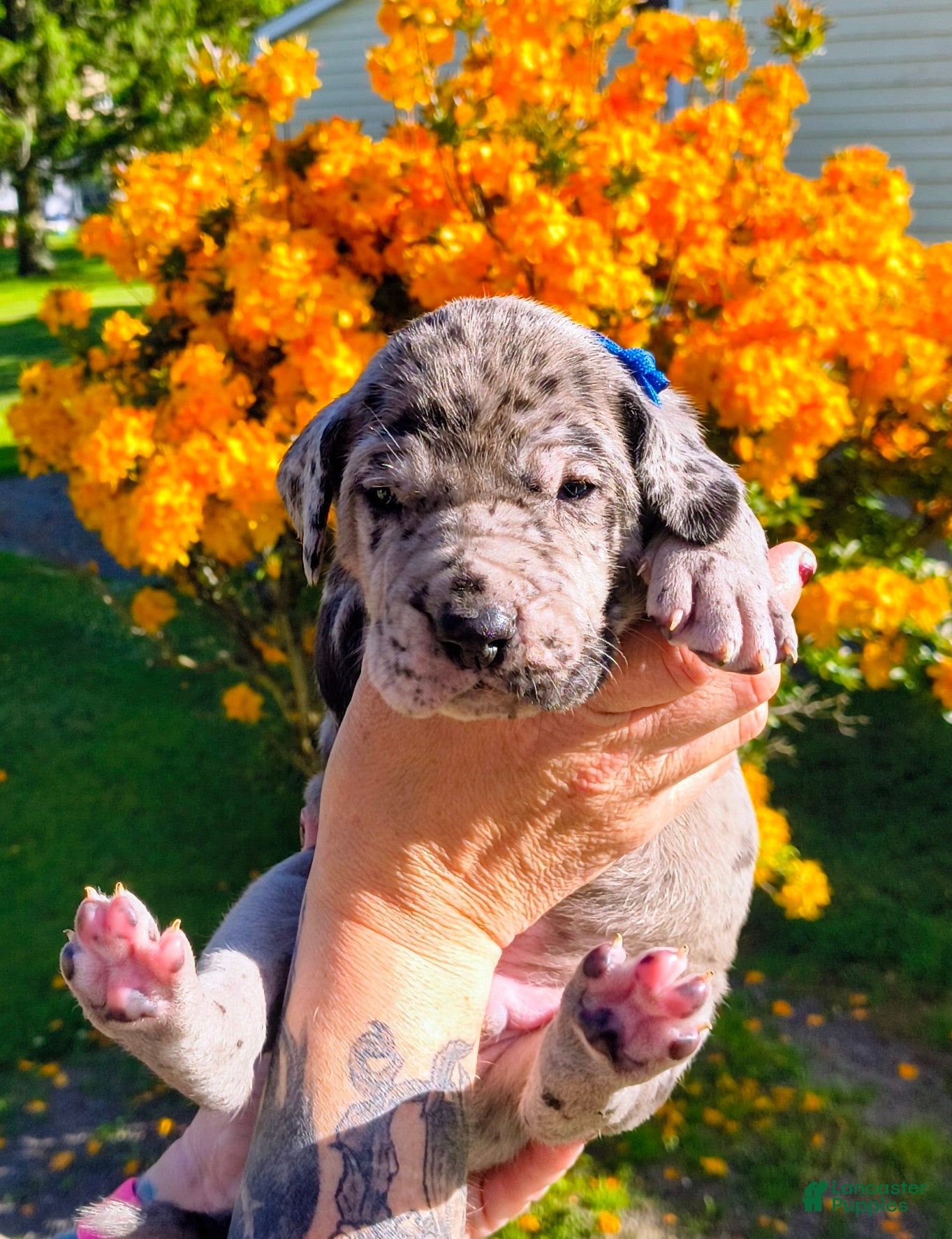 Great Dane dogs Thor - Ad 41