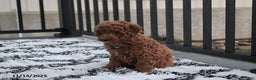Toy Poodle dogs for sale: Patrick - Ad 9