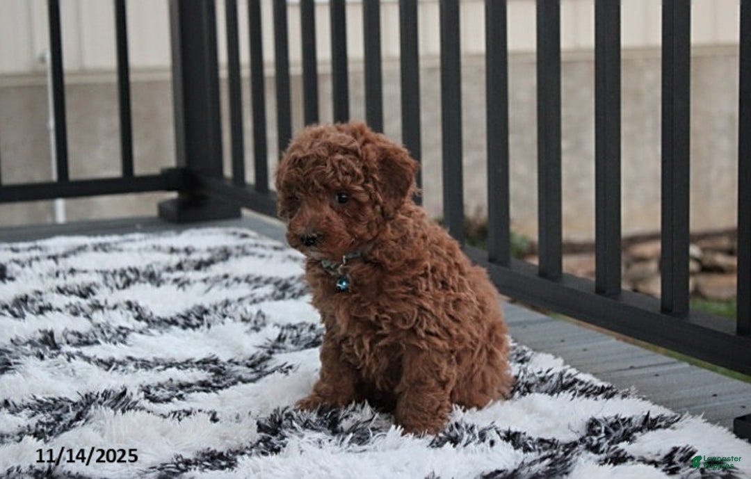 Toy Poodle dogs for sale: Patrick - Ad 9