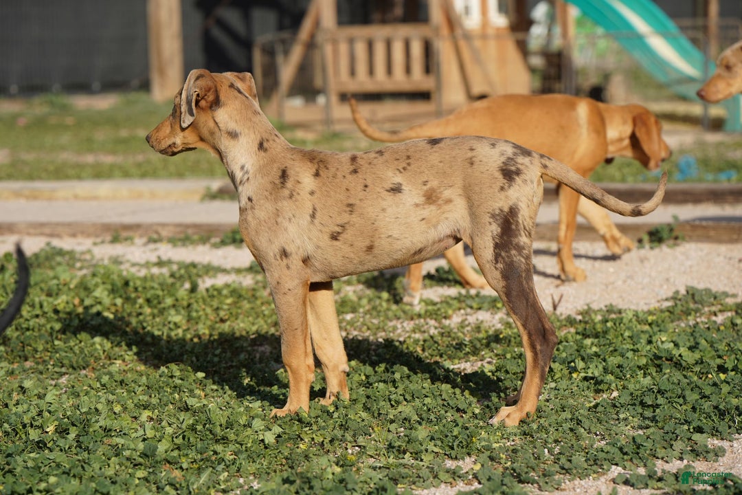 Mixed Breed dogs for sale: POL Lilac Fawn Merle F RT - Ad 11