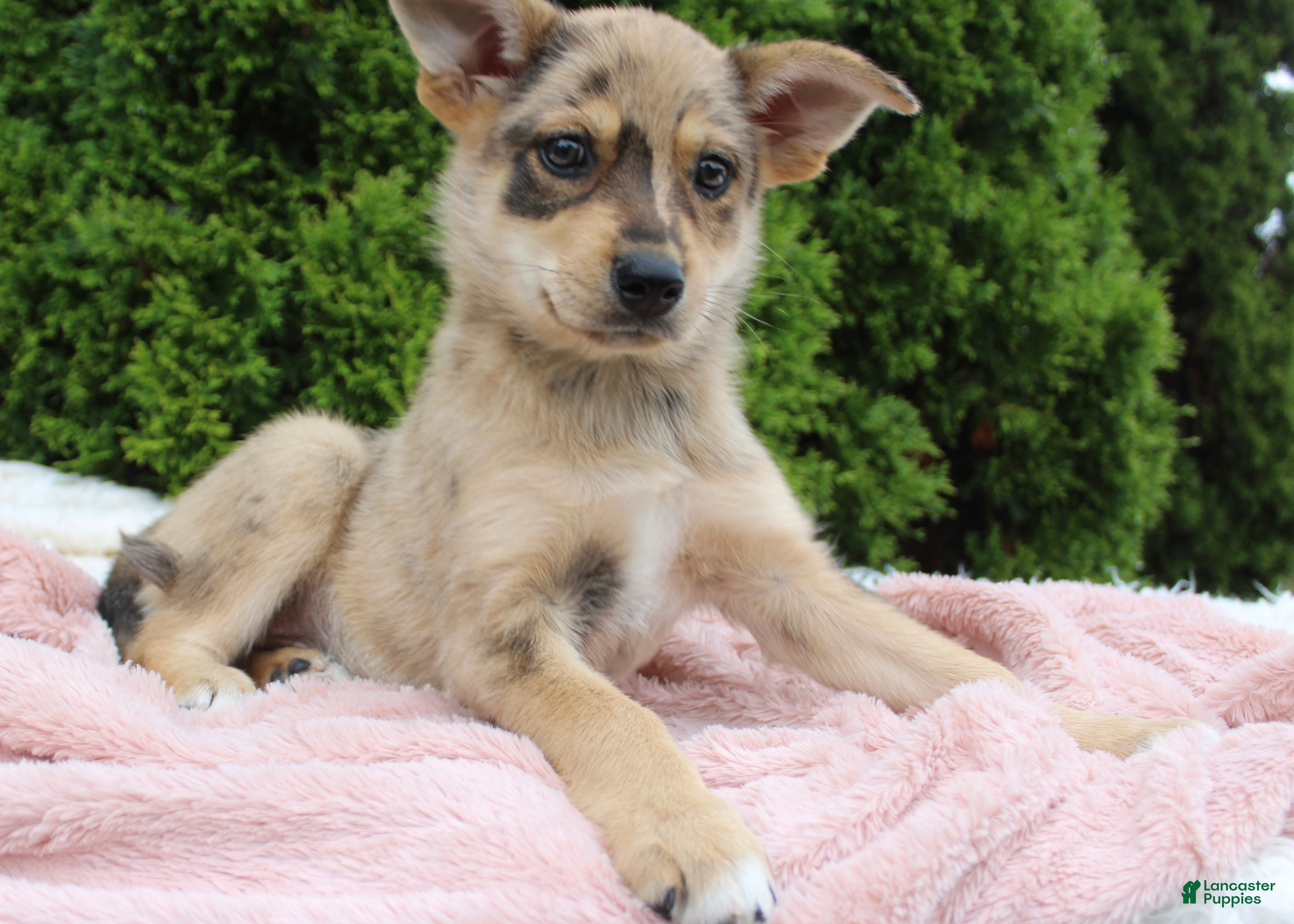 Mixed Breed dogs Lottie - Ad 1