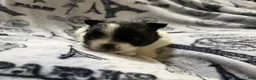 Pomeranian dogs for sale: Lana  - Ad 9