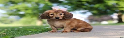 Miniature Dachshund dogs for sale: Pocahontas - Ad 4