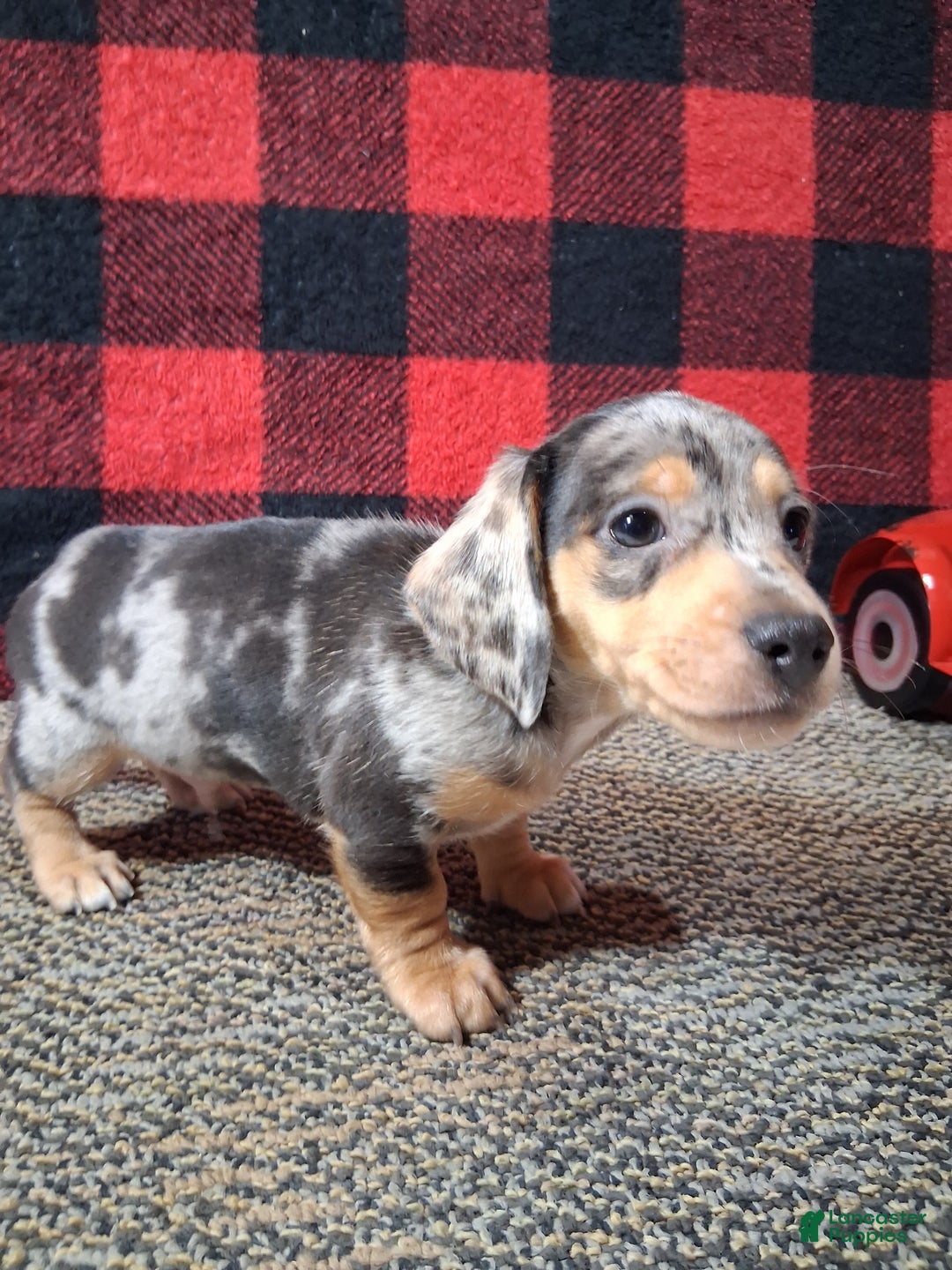 Miniature Dachshund dogs for sale: Rudolph - Ad 5