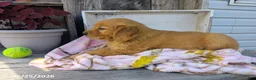 Golden Retriever dogs for sale: Tatum - Ad 3
