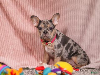 French Bulldog dogs Anne - Ad 33