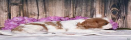 Cavalier King Charles Spaniel dogs for sale: Bronx - Ad 3