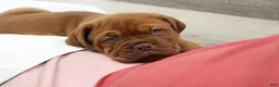 Dogue De Bordeaux dogs for sale: Dogue De Bordeaux 1 - Ad 4
