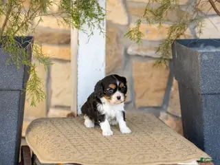Cavalier King Charles Spaniel dogs AKC Winston - Ad 34