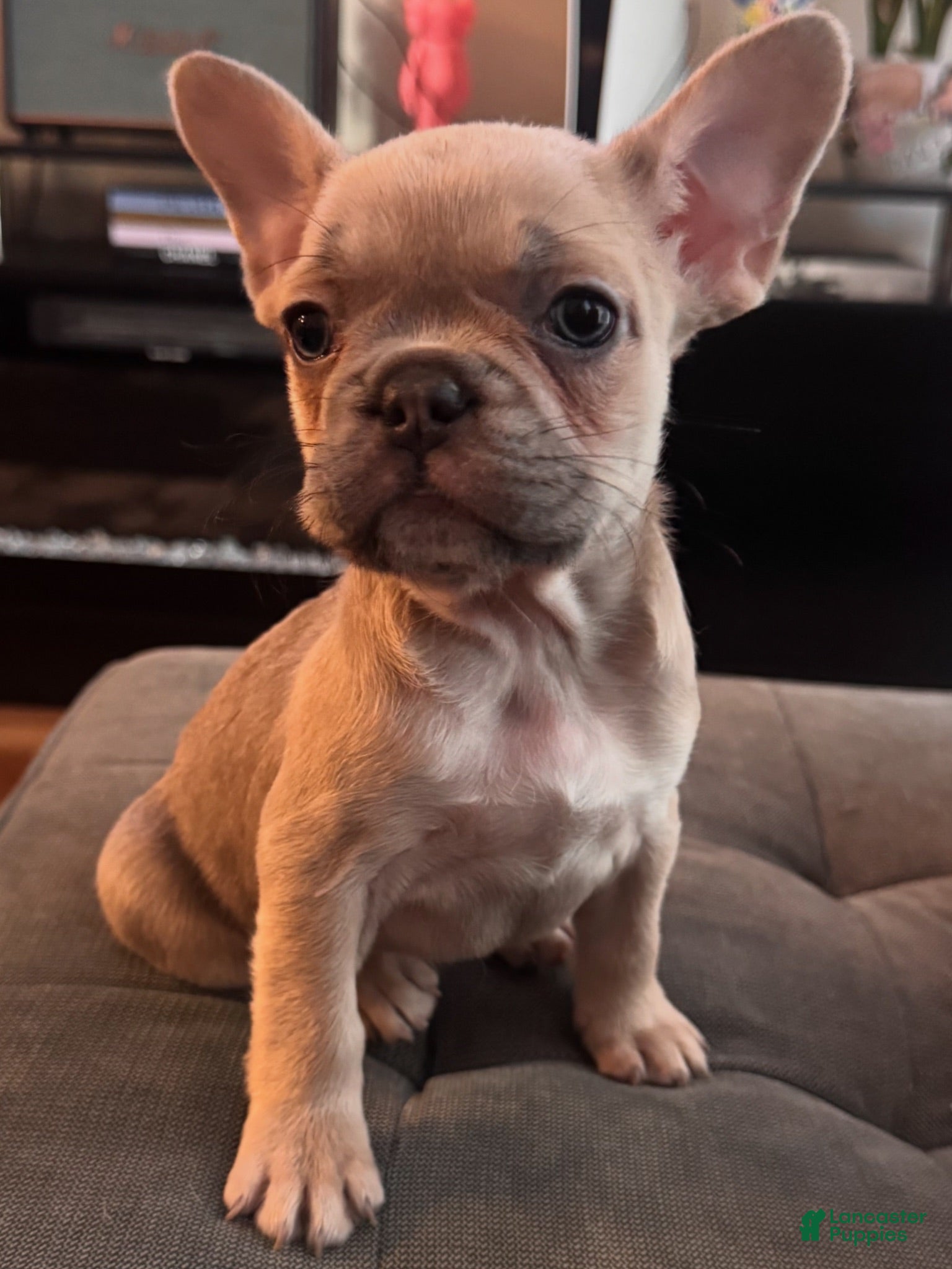 French Bulldog dogs Coco - Ad 16