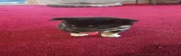 Shiba Inu dogs for sale: Tri-Color/Calico Female - Ad 6
