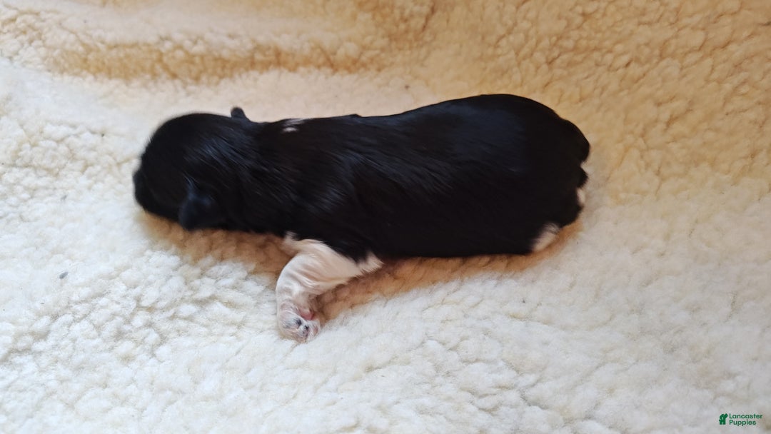 Miniature Schnauzer dogs for sale: Miniature Schnauzer Boy 1 - Ad 5