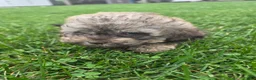 Havapoo dogs for sale: Havapoo female 2 - Ad 3