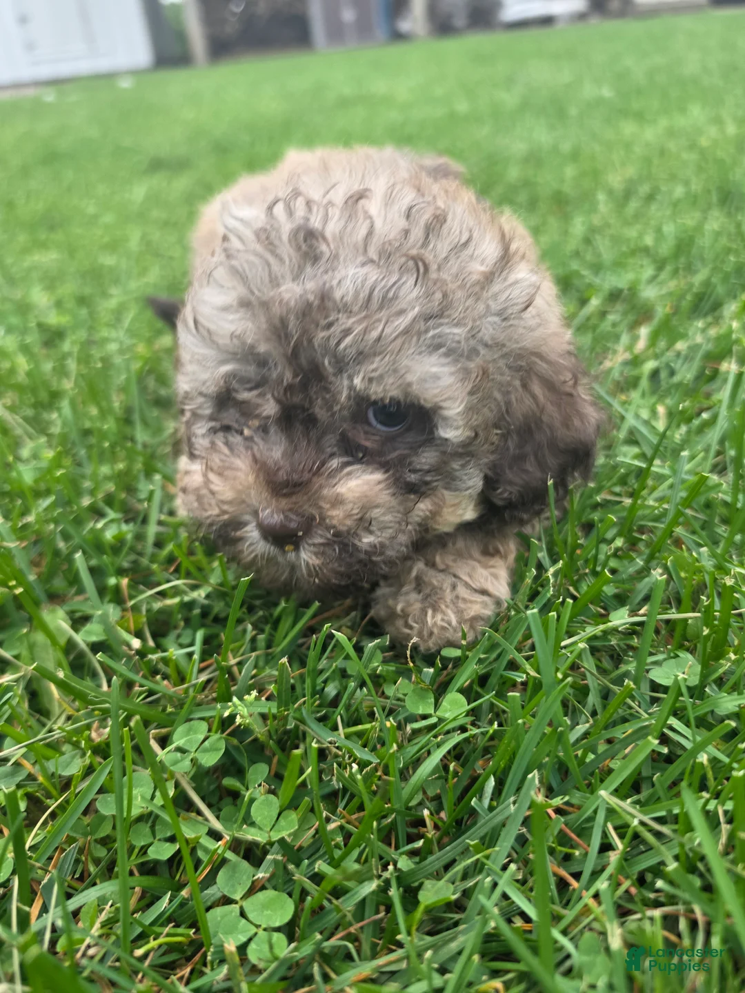 Havapoo dogs for sale: Havapoo female 2 - Ad 3