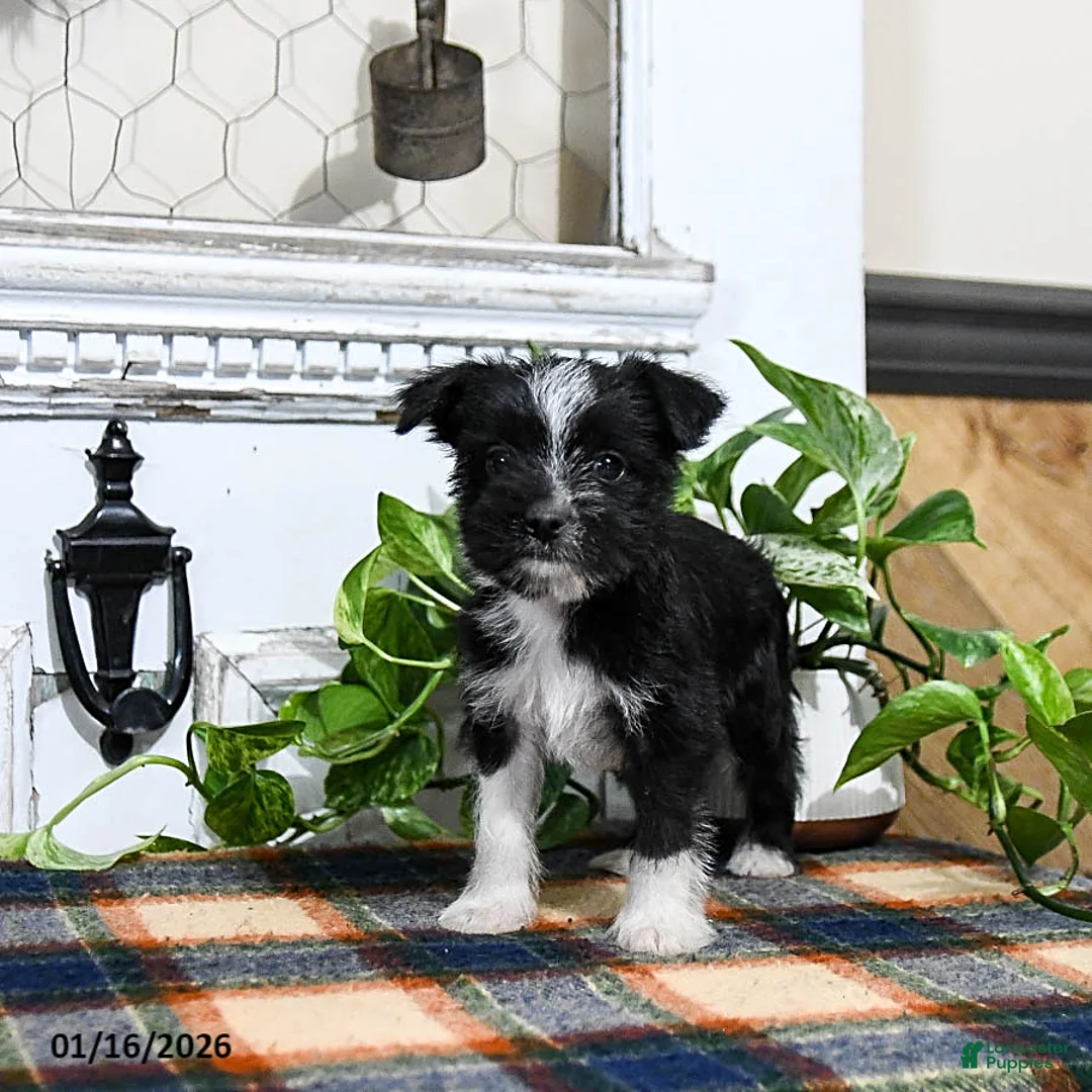 Mixed Breed dogs for sale: Hero - Ad 2