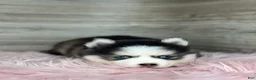 Pomsky dogs for sale: Alice - Ad 3