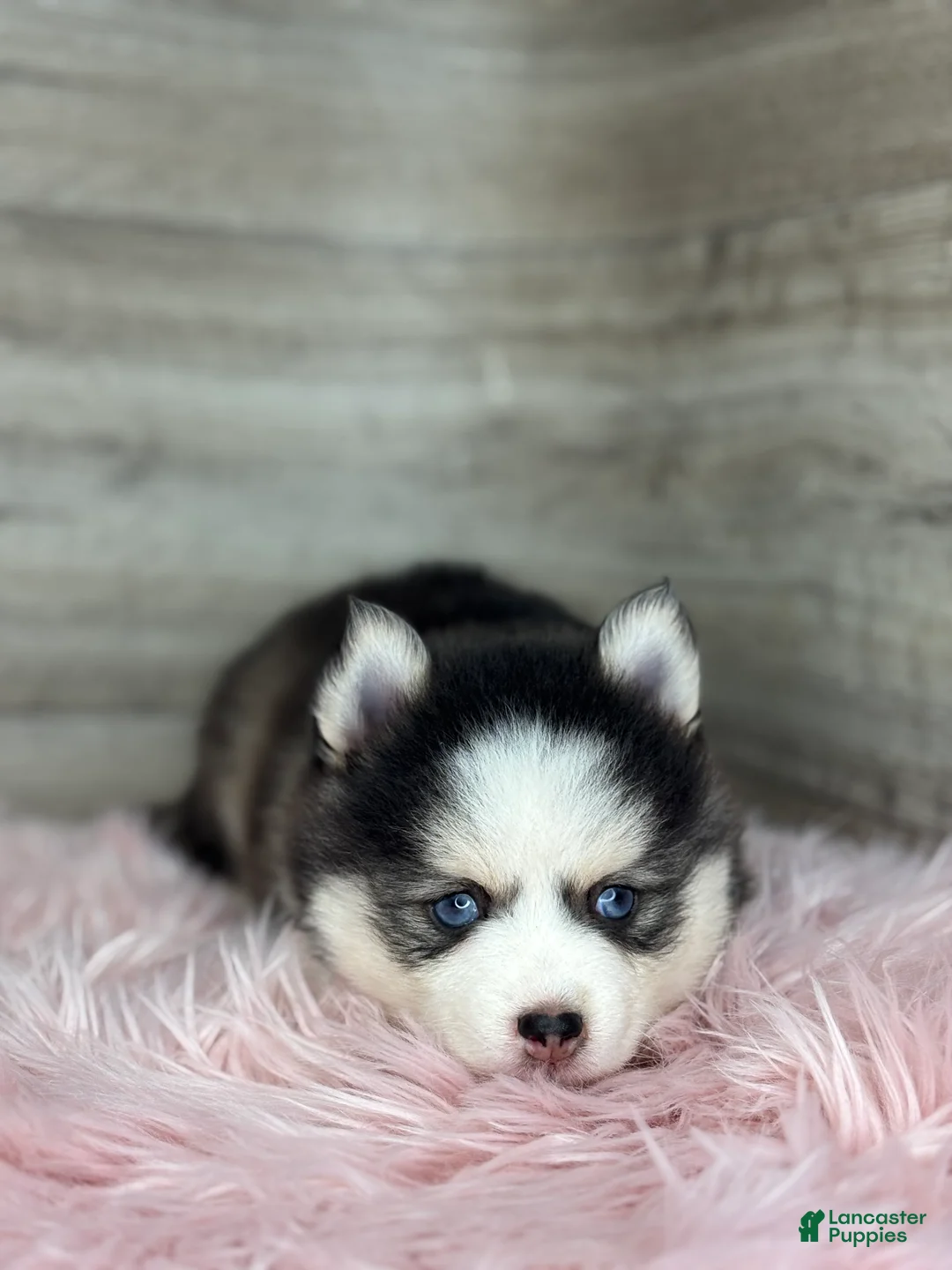 Pomsky dogs for sale: Alice - Ad 3