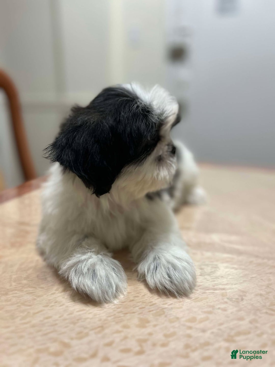 Shih Tzu dogs for sale: Jill - Ad 3
