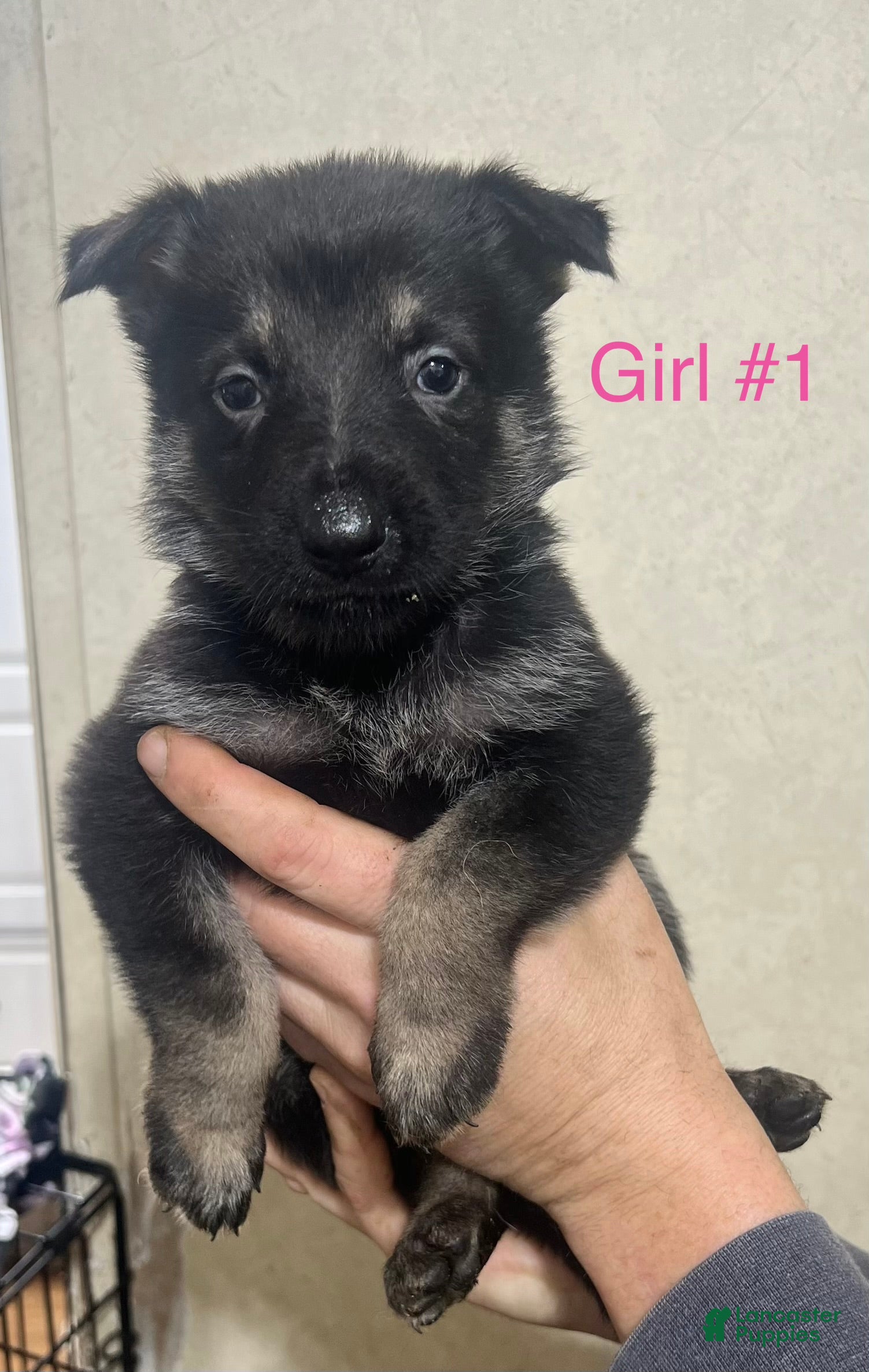 German Shepherd dogs German Shepherd Puppy 1 - Ad 2