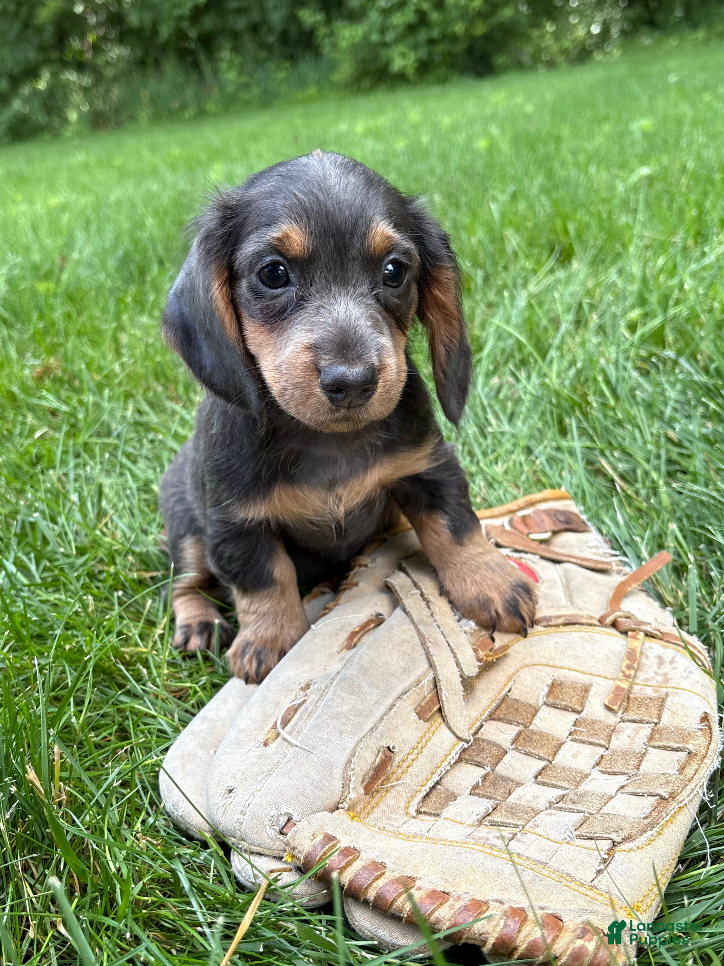 Miniature Dachshund dogs Opal - Ad 1