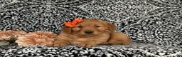 Golden Retriever dogs for sale: Nadine AKC Registered - Ad 5