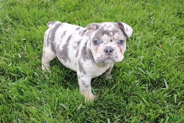 French Bulldog dogs Lucy - Ad 2