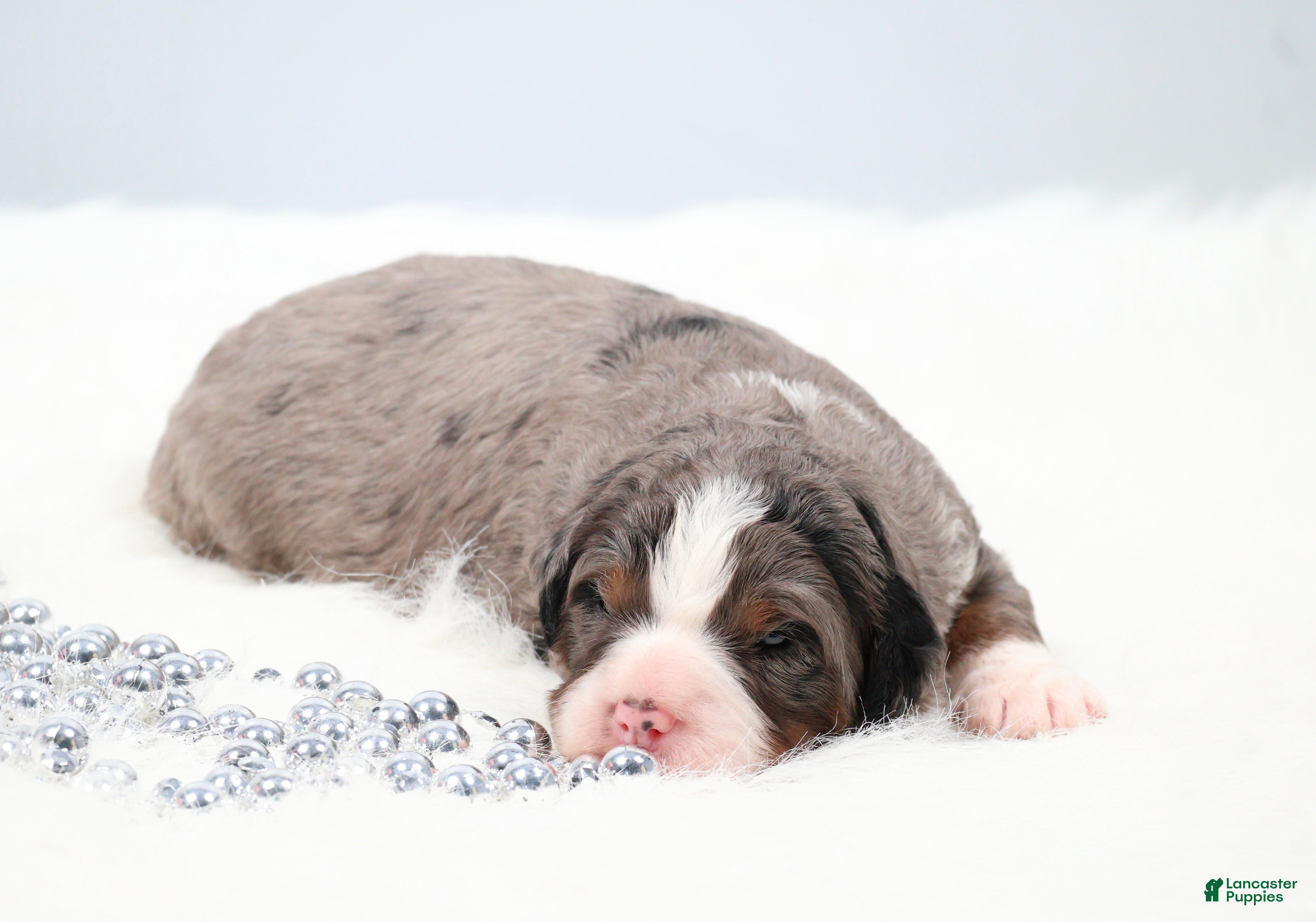 Mini Bernedoodle dogs Frisco  - Ad 1