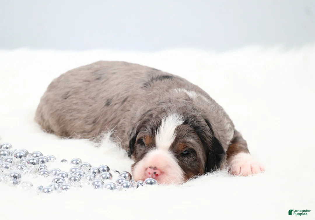Mini Bernedoodle dogs for sale: Frisco  - Ad 1
