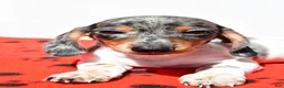 Dachshund dogs for sale: Bo - Ad 5