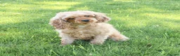 Cavapoo dogs for sale: Aztec  - Ad 4