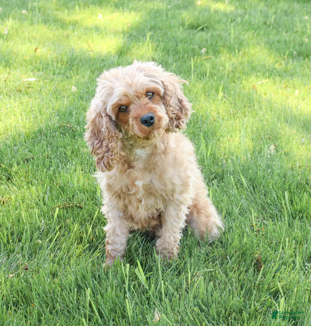 Cavapoo dogs for sale: Aztec  - Ad 4