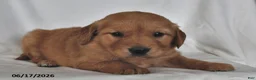 Golden Retriever dogs for sale: Luna   - Ad 2