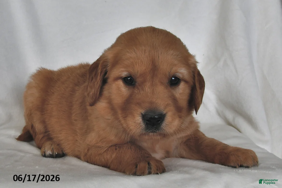 Golden Retriever dogs for sale: Luna   - Ad 2