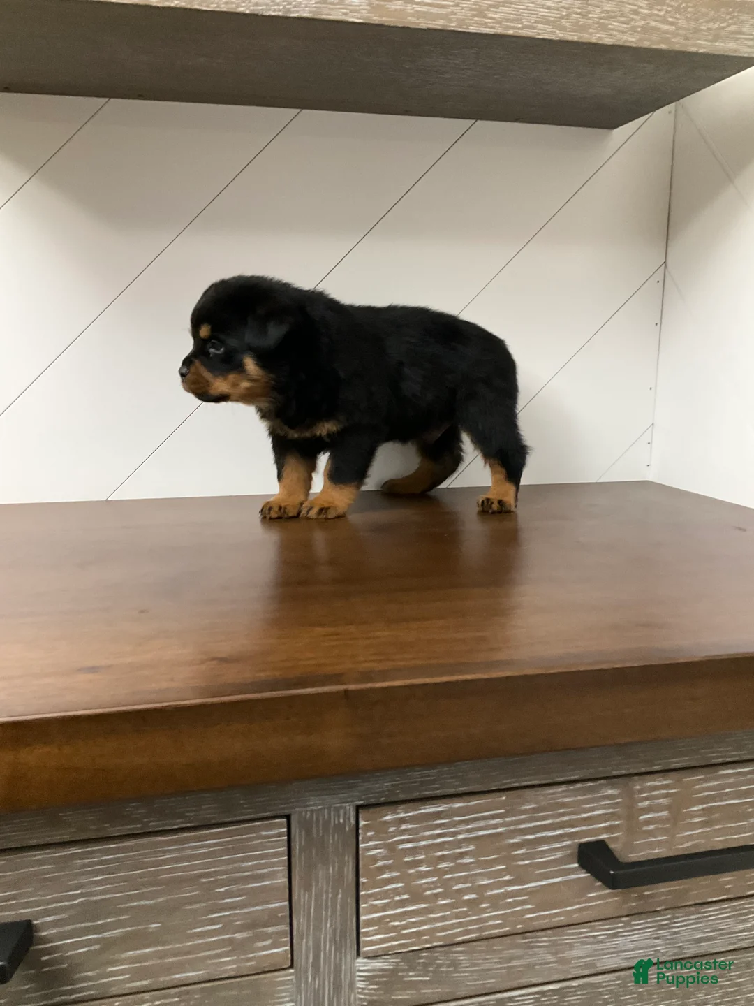 Rottweiler dogs for sale: Rottweiler Puppy 2 - Ad 8
