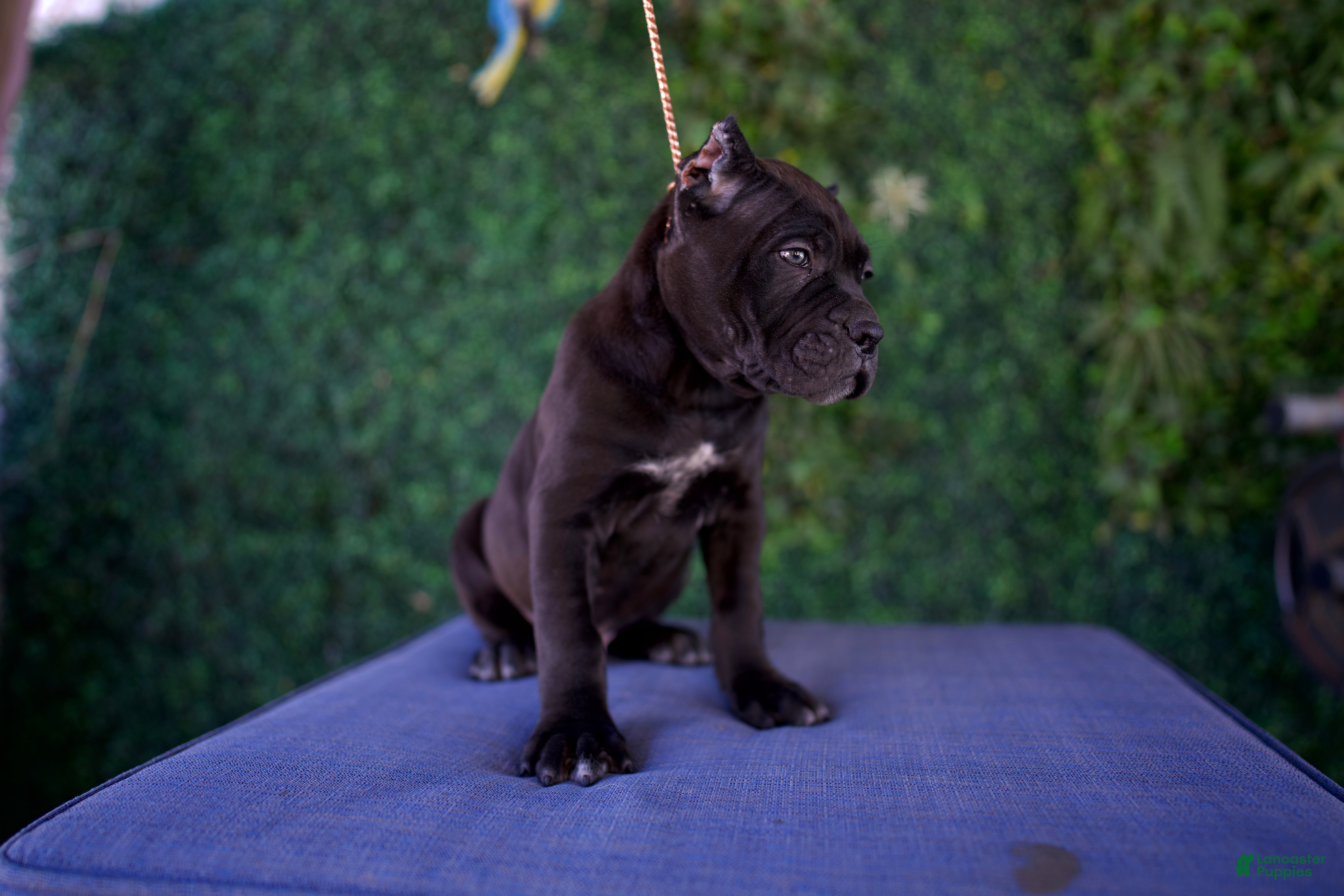 Cane Corso dogs Leon - Ad 2