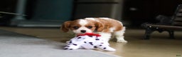 Cavalier King Charles Spaniel dogs for sale: Asher - Ad 7