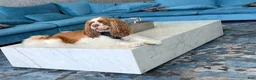 Cavalier King Charles Spaniel dogs for sale: Brown n tan Merle - Cavalier King Charles Spaniel Puppy 6 - Ad 7