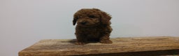 Miniature Poodle dogs for sale: Miniature Poodle Puppy 2 - Ad 2