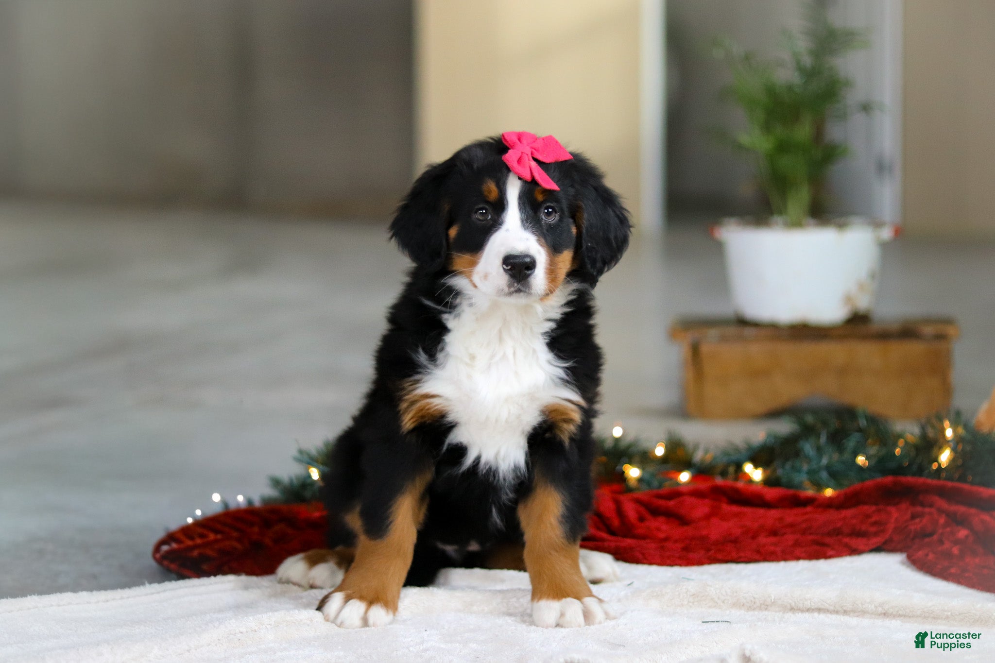 Bernese Mountain Dog dogs Katy - Ad 25