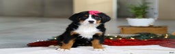 Bernese Mountain Dog dogs for sale: Katy - Ad 1