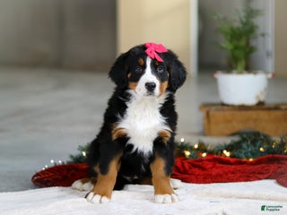 Bernese Mountain Dog dogs Katy - Ad 13